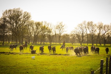 Le domaine Manade Agnel organise des soirées Camarguaises