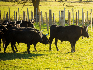 Visite de la manade de taureaux Camarguais