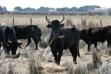 Manade de taureaux camarguais