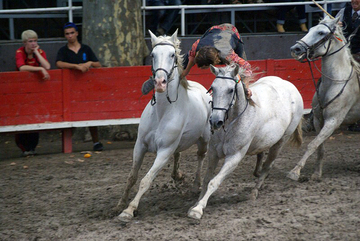 Manade de taureaux camarguais