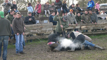 Manade de taureaux camarguais